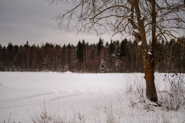 Vista Panoramica Della Foresta Invernale Sulla Neve — Foto Stock