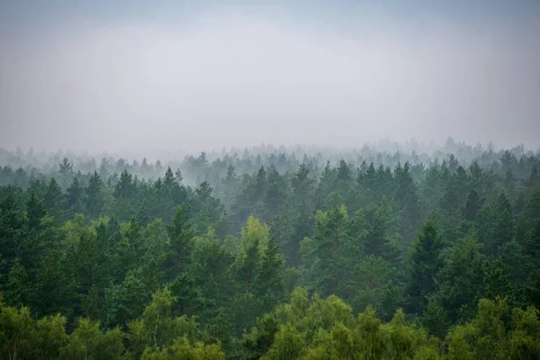 Vista Panoramica Della Foresta Nebbiosa Mattina Nebbiosa — Foto Stock