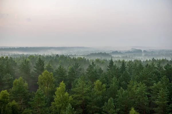 Vacker Utsikt Över Dimmiga Skogen Dimmig Morgon — Stockfoto