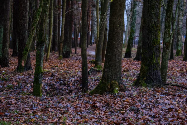Vue Panoramique Forêt Humide Humide Automne — Photo