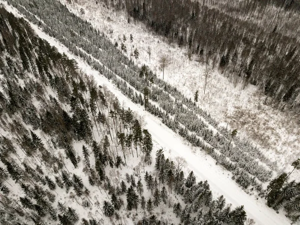 snowy trees in forest seen from above