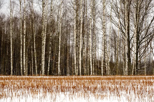 Vista Panorámica Del Bosque Invierno Nieve — Foto de Stock