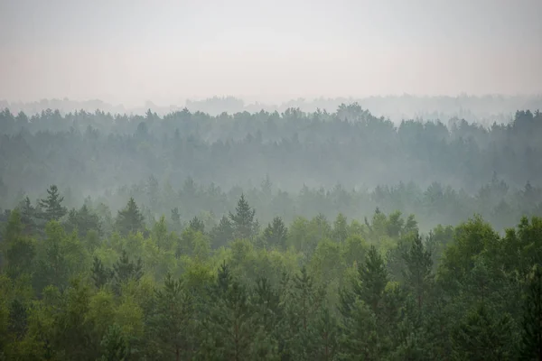 Vista Panoramica Della Foresta Nebbiosa Mattina Nebbiosa — Foto Stock