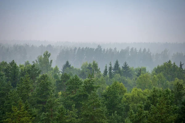 scenic view of misty forest in foggy morning