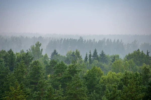 Vista Panorámica Del Bosque Brumoso Mañana Brumosa — Foto de Stock