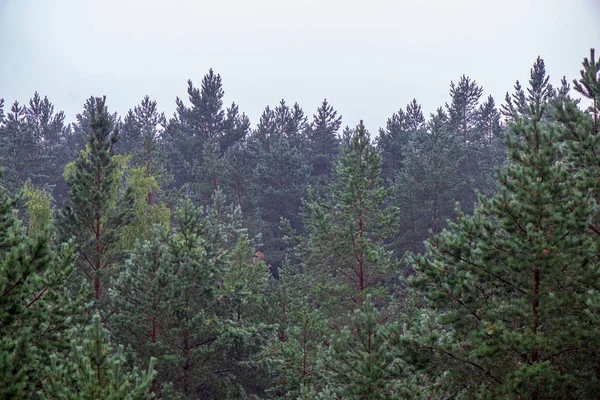 scenic view of misty forest in foggy morning