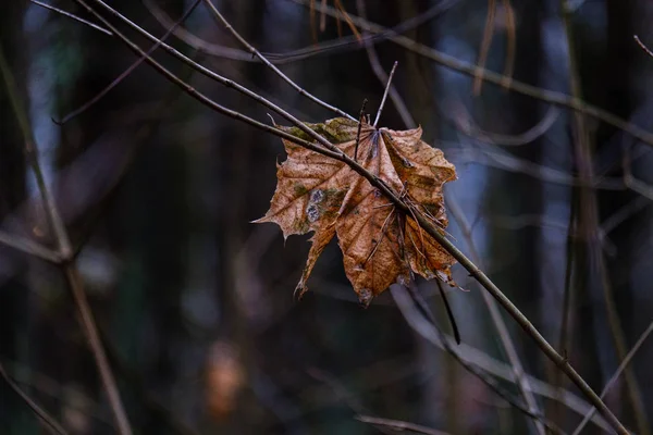 Malowniczy Widok Mokrego Lasu Wilgotną Jesienią — Zdjęcie stockowe