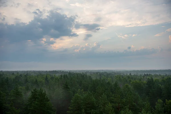 Malowniczy Widok Mglisty Las Mglisty Poranek — Zdjęcie stockowe