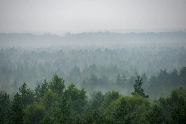Scenic View Misty Forest Foggy Morning — Stock Photo, Image