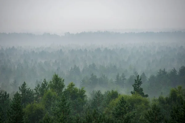 Vista Panorámica Del Bosque Brumoso Mañana Brumosa — Foto de Stock