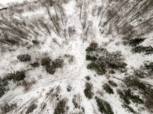 Árvores Nevadas Floresta Vista Cima — Fotografia de Stock