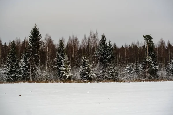 Vacker Utsikt Över Vintern Skog Snö — Stockfoto