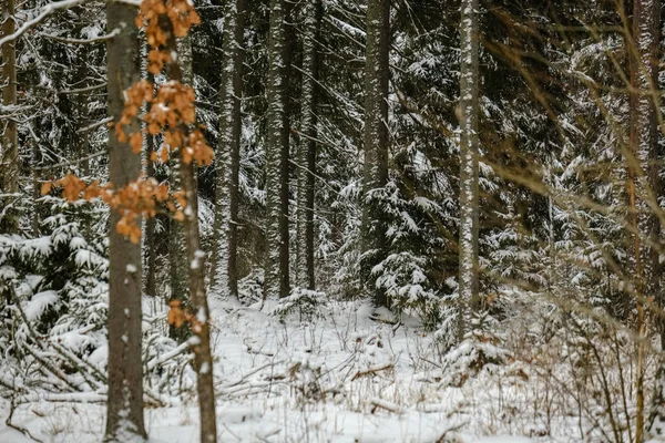 Γραφική Θέα Του Δάσους Χειμώνα Χιόνι — Φωτογραφία Αρχείου