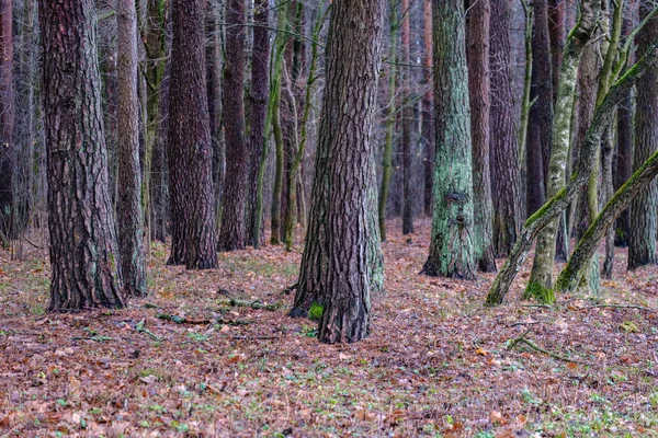 Sonbaharda Islak Nemli Orman Manzaralı Görünüm — Stok fotoğraf