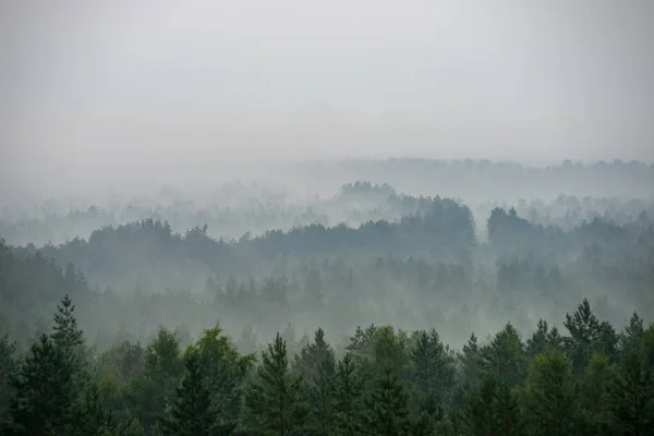 Vista Panorámica Del Bosque Brumoso Mañana Brumosa — Foto de Stock
