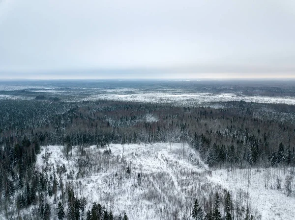 Χιονισμένα Δένδρα Στο Δάσος Φαίνεται Από Ανωτέρω — Φωτογραφία Αρχείου