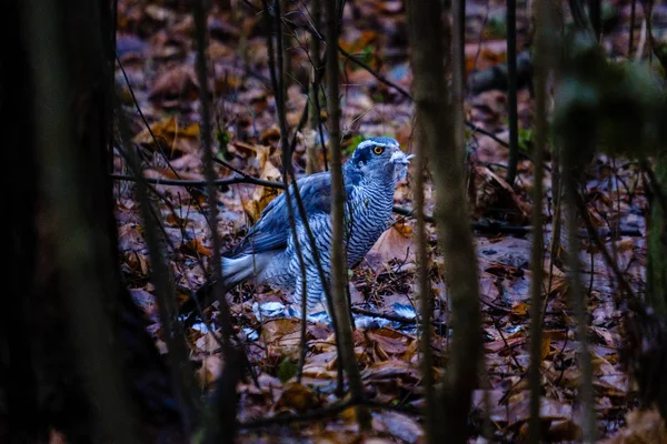 Faucon Mangeant Petit Oiseau Dans Forêt Humide Humide Automne — Photo