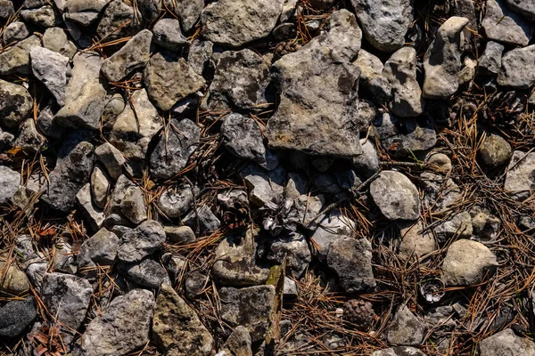 Close View Dry Plants Background — Stock Photo, Image