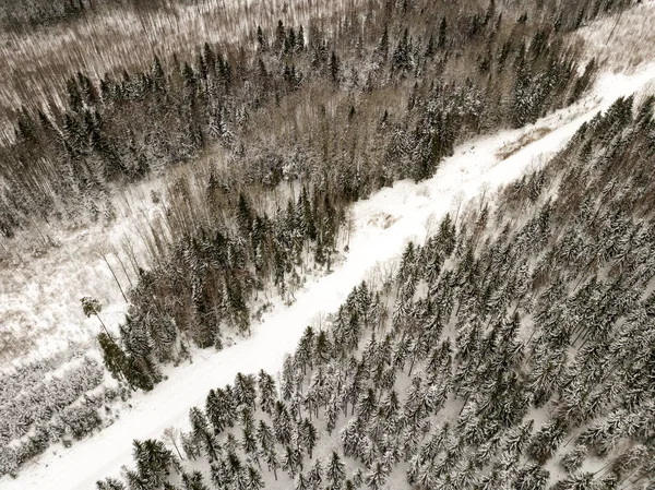 snowy trees in forest seen from above