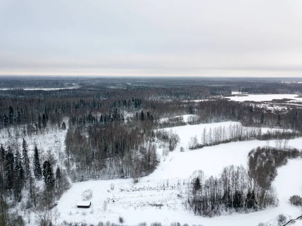 snowy trees in forest seen from above