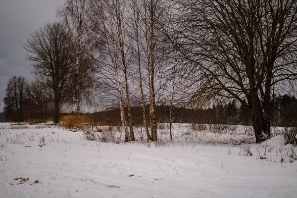 Vista Panoramica Della Foresta Invernale Sulla Neve — Foto Stock