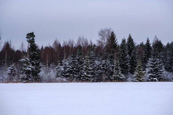 Vista Panoramica Della Foresta Invernale Sulla Neve — Foto Stock