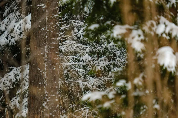 Vista Panoramica Della Foresta Invernale Sulla Neve — Foto Stock