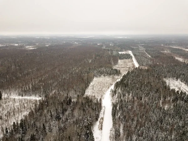 snowy trees in forest seen from above