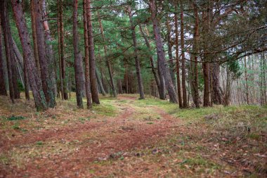 boş kırsal yol bahar mevsiminde