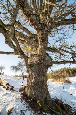 büyük yüz yıl yaşlı meşe ağacı kışın