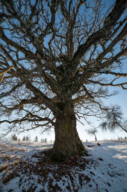 büyük yüz yıl yaşlı meşe ağacı kışın
