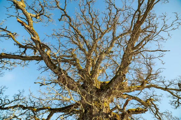 Duże Drzewo Dąb Kilkaset Lat Zimie — Zdjęcie stockowe