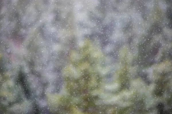 Vista Offuscata Della Foresta Nebbiosa Inverno — Foto Stock