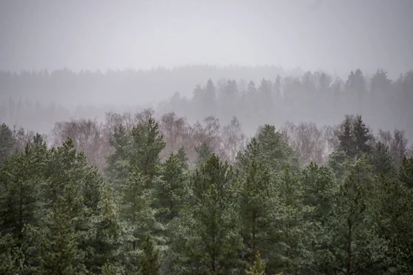 scenic view of misty forest in winter