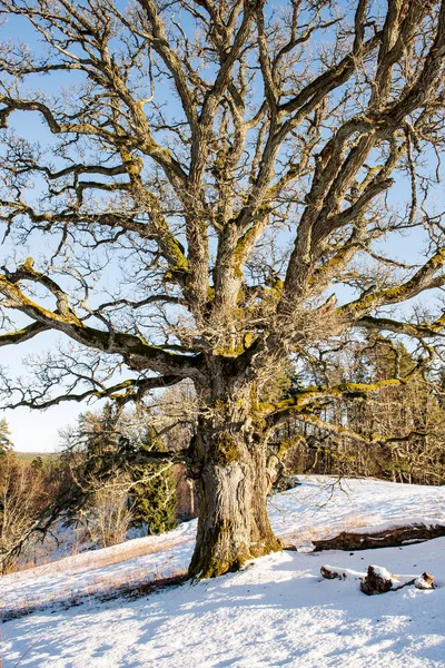 冬天的大百年橡树 — 图库照片