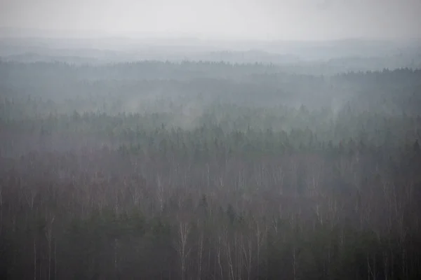 Vista Panoramica Della Foresta Nebbiosa Inverno — Foto Stock