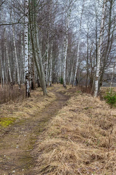 시골도로 — 스톡 사진