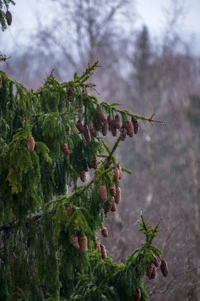 Kışın Sisli Ormanın Doğal Görünümü — Stok fotoğraf