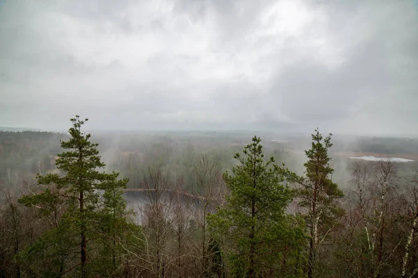 Vacker Utsikt Över Dimmiga Skogen Vintertid — Stockfoto