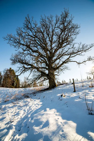 Büyük Yüz Yıl Yaşlı Meşe Ağacı Kışın — Stok fotoğraf