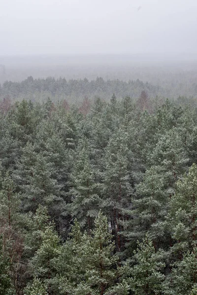 scenic view of misty forest in winter