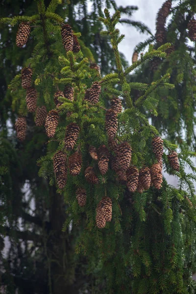 Kışın Sisli Ormanın Doğal Görünümü — Stok fotoğraf