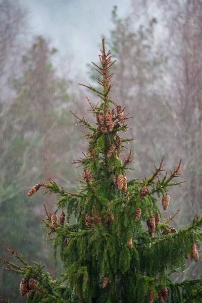 scenic view of misty forest in winter