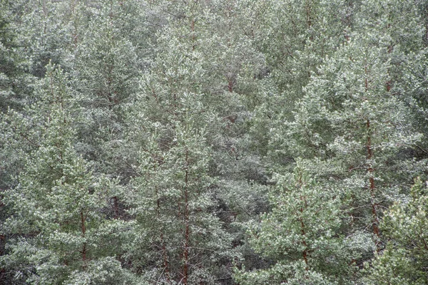 Kışın Sisli Ormanın Doğal Görünümü — Stok fotoğraf