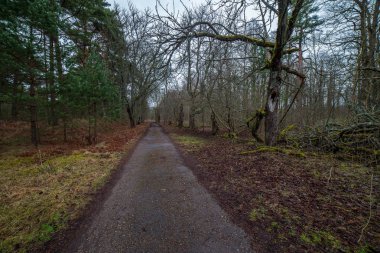 boş kırsal yol bahar mevsiminde