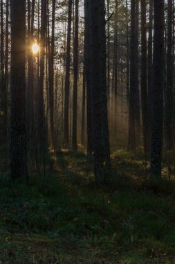 doğal güneş ışık ışınları yaz sabah ıslak yapraklar üzerinde yağmur damlaları ile ağaç dalları ile parlayan