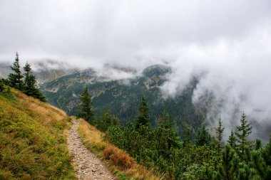 Slovakça Tatra Dağları'nda bulutların üzerinde yürüme. sisli sonbahar sabahı turistik rotalar taşlarla işaretlenmiş