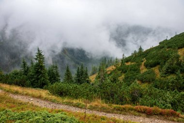 Slovakça Tatra Dağları'nda bulutların üzerinde yürüme. sisli sonbahar sabahı turistik rotalar taşlarla işaretlenmiş