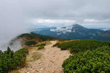Slovakça Tatra Dağları'nda bulutların üzerinde yürüme. sisli sonbahar sabahı turistik rotalar taşlarla işaretlenmiş