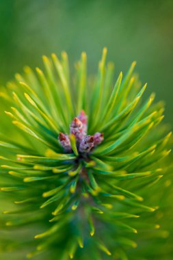çam ağacı çiçekleri düğmeleri kapatın. Baharda çiçek açan ağaçlar